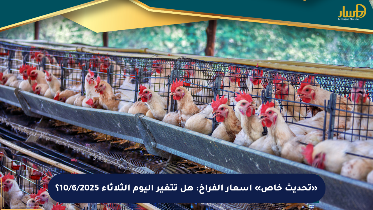 «تحديث خاص» أسعار الفراخ: هل تتغير اليوم الثلاثاء 10/6/2025؟